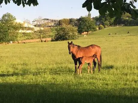 Kaye Equestrian and Agricultural