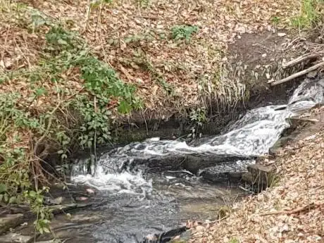 Westheads Clough