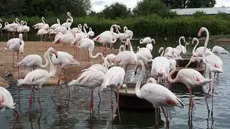 Flamingo Lagoon