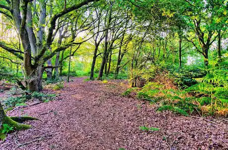 Church Hill Common