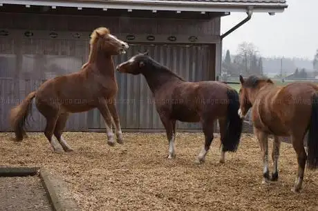 Zuchtbetrieb und Reithalle Flurweid