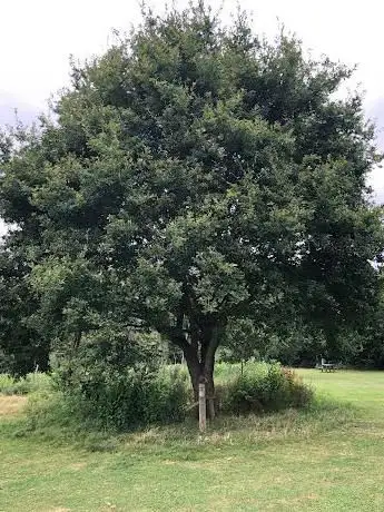 Elliot Soffe's Memorial Tree