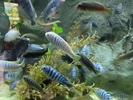 Aquarium