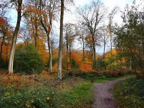 Greenmoor Wood