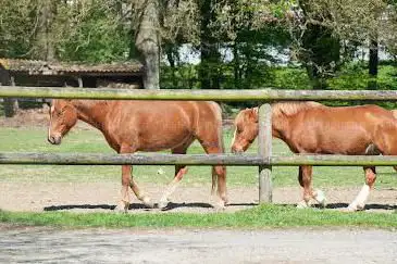 Poney Club Le Liere