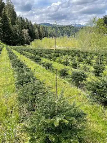 Weihnachtsbaum Emmental