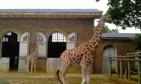 Zoo de Londres