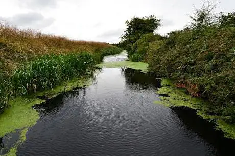 Minster Marshes