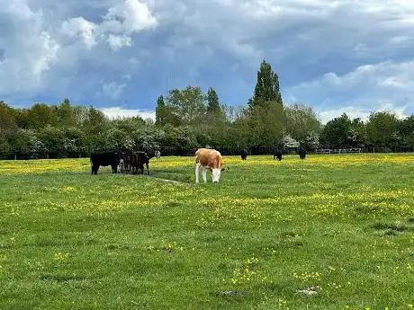 Coldham's Common