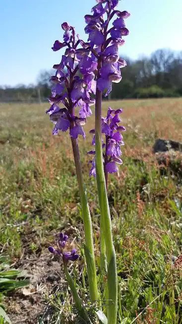 Borne - La flore et sérapias en cÅ“ur - Sentier découverte domaine La Valette