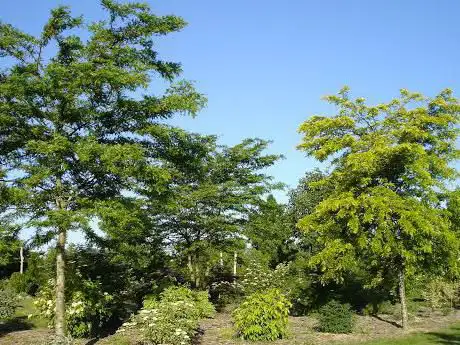 Arboretum de la Petite Loiterie