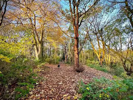 Otterspool Woods National Forest UK