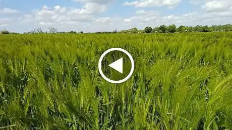 St Mary's Church crop field