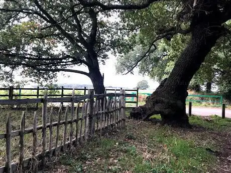 Parliament Oak