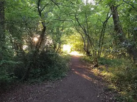 Wyevale Wood Nature Reserve