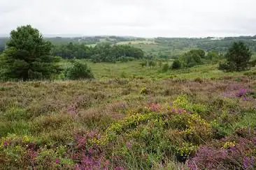 RSPB Aylesbeare Common