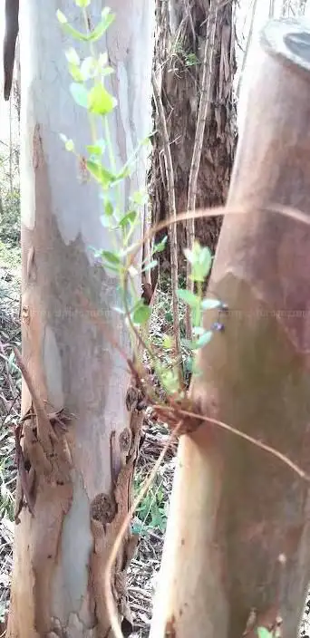 Forêt d'eucalyptus