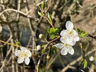 Oeschbach