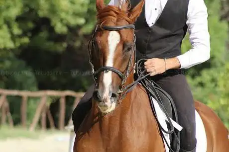 Elisabeth Curtis Centre Riding For The Disabled