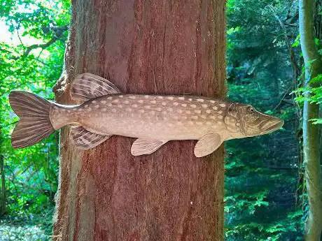 Pike Carving