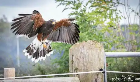 BB Falconry Experiences  Lanes Garden Centre