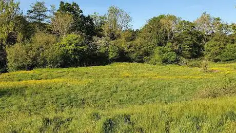 Glebe Meadow