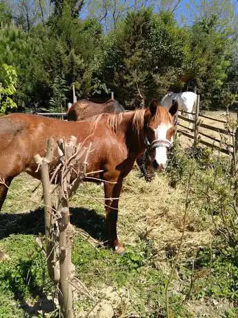 Maneggio Tenuta Madonna Del Cavaliere