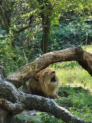 Baboon Reserve at Bronx Zoo