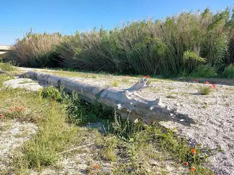 Naturist FKK Beach Cesano