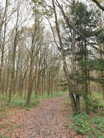 Orlestone Forest