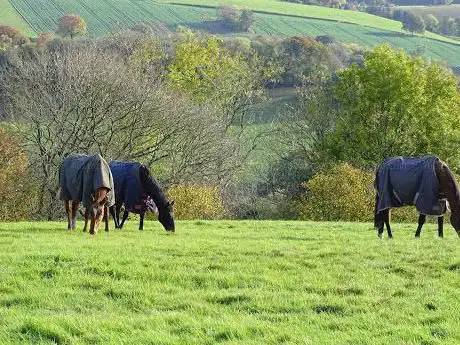 May Hill Farm and Livery/ Equestrian Centre