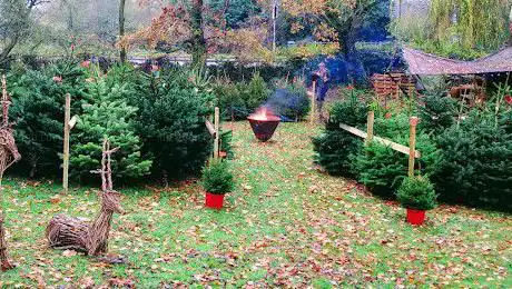 Old Dalby Christmas Trees