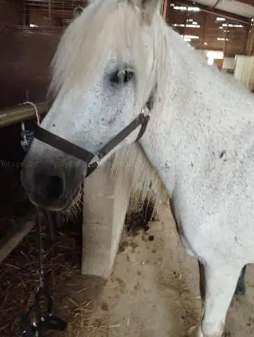 Equestrian Club Des Alizés