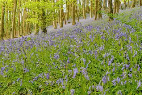 Wentwood bluebells