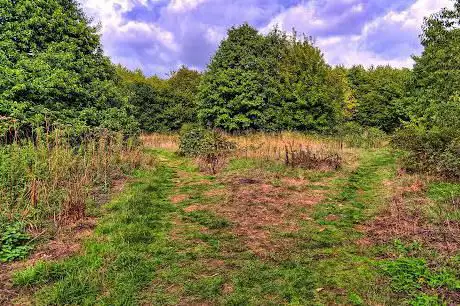 Poppy's Wood