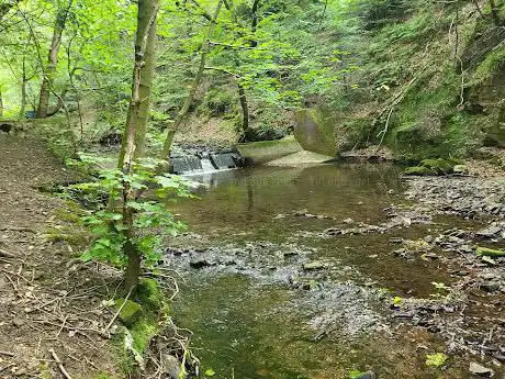 Windy Cliff Wood