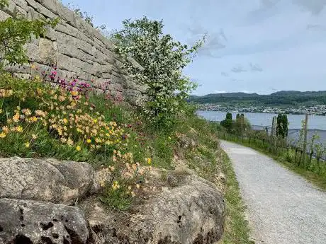 Grüeziweg Feldmeilen