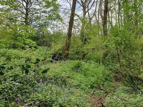 Pitts Wood