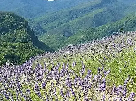 Campo di Lavanda