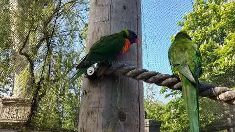 Lorikeet Lagoon