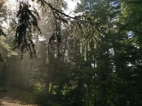 Forêt de Sierre