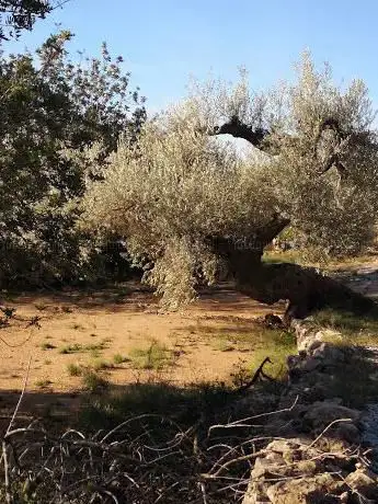 Àrea d'Oliveres MilÂ·lenÃ ries de Muntells