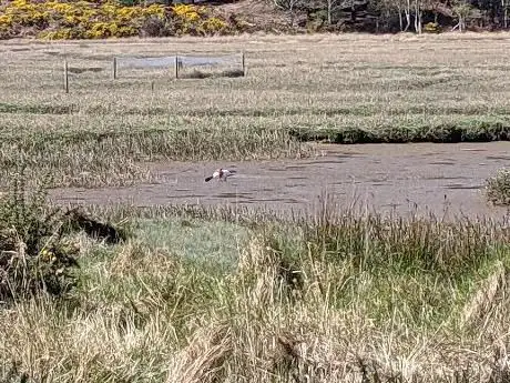 Bird Hide at RSPB Arne