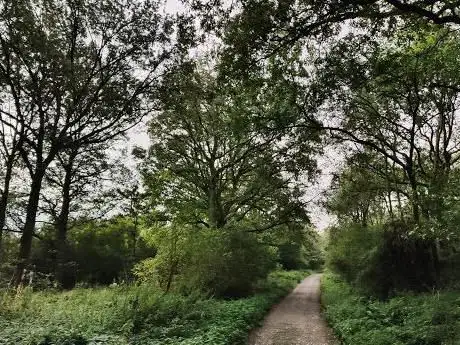 Twyford Woods