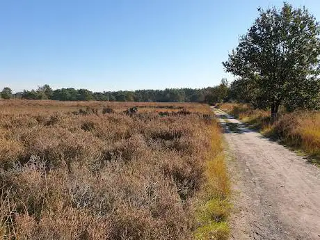 Oude Buisse Heide