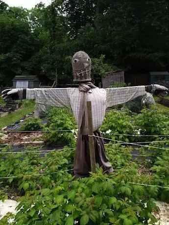 Ashtead Allotment