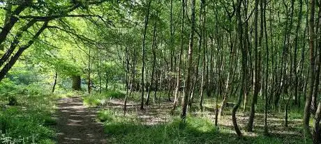 Thickthorn Woods