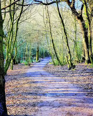 Queen's Wood