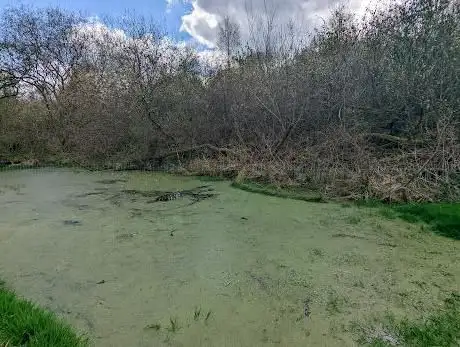 Birch vale ponds