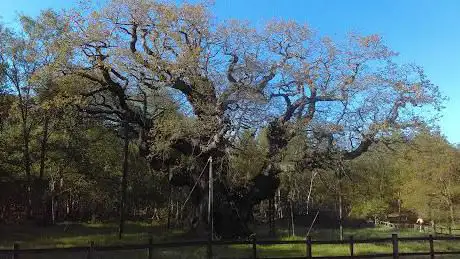 Sherwood Forest National Forest